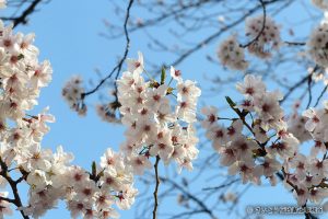 上野恩賜公園　桜（花見）