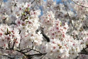 上野恩賜公園　桜（花見）