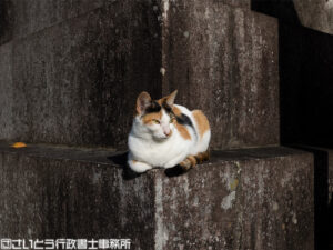 成田山新勝寺の猫